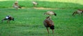 Group flock of Egyptian gooses walking and eating on the grass.