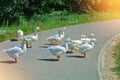 A group flock herd livestock of beautiful domestic white geese g