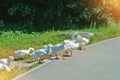 A group flock herd livestock of beautiful domestic white geese g