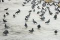 Group/flock of pigeon or dove birds eating food.