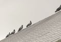 Group/flock pigeon or dove birds on roof.