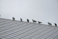 Group/flock pigeon or dove birds.