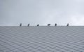 Group/flock pigeon or dove birds