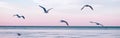 Group flock of seagulls birds on sea lake water and flying in sky on summer sunset Royalty Free Stock Photo