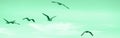 Group flock of seagulls birds on sea lake water and flying in sky. Web banner header for website Royalty Free Stock Photo