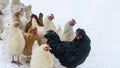 A group or flock of white colored leghorn and black cock crossbred free range egg laying hen chickens