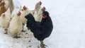 A group or flock of white colored leghorn and black cock crossbred free range egg laying hen chickens