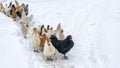 A group or flock of white colored leghorn and black cock crossbred free range egg laying hen chickens