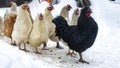 A group or flock of white colored leghorn and black cock crossbred free range egg laying hen chickens.