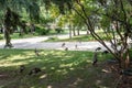 Group or flock of wild turkeys make their way through the yards of a sububan neighborhood Royalty Free Stock Photo