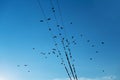 A group of flocks of birds fly and sit on wires