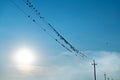 A group of flocks of birds fly and sit on wires