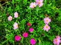 A group of flower plants in front of the house taken at a high angle Royalty Free Stock Photo