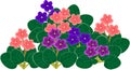 Group of flowering African violets Saintpaulia with flowers of different colors Royalty Free Stock Photo