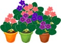 Group of flowering African violets Saintpaulia plant in flower pots