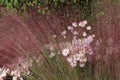 A group of flowering Country Girl Chrysanthemums behind Muhlengergia capillaris in an outdoor garden Royalty Free Stock Photo