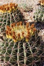 Close up of fruiting Ferocactus emoryi in the Arizona desert