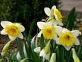 Group of flowers narcissus of cultivar Las Vegas close-up