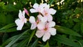 A group of flowers with green leaves, Nature stock photos