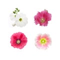 Group of the flowers of hollyhock isolated on the white background