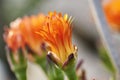 Group of flowers of the pigface orange or mesem plant Mesembryanthemum of the Aizoaceae family