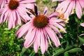 Group of flowers of pink echinacea with butterfly. Royalty Free Stock Photo