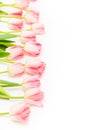 Group of flowers pink tulips on a white background. Panorama. Spring landscape Royalty Free Stock Photo