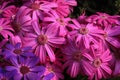 A bunch of bright pink beautiful flowers