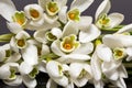 Group of flowers of snowdrops isolated on black background - close up