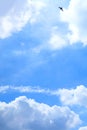 Fluffy Clouds Floating on Sunny Blue Sky with Silhouette of a Flying Bird Royalty Free Stock Photo