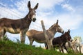 Group of fluffy donkeys behind fence. Brown donkeys in farmyard. Livestock concept. Funny animals. Royalty Free Stock Photo