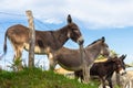 Group of fluffy donkeys behind fence. Brown donkeys in farmyard. Livestock concept. Funny animals. Royalty Free Stock Photo