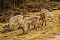 Group of fluffy forest reindeer grazing on a rural grassy valley