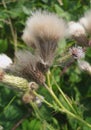 Thistle seed heads Royalty Free Stock Photo