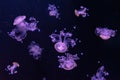 Group of fluorescent jellyfish swim underwater aquarium pool wtih purple neon light Royalty Free Stock Photo