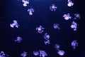 Group of fluorescent jellyfish swim underwater aquarium pool wtih purple neon light Royalty Free Stock Photo