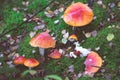 Group of fly agaric mushrooms
