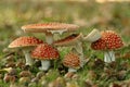 Group of fly agaric mushrooms