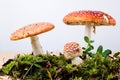 Group of fly agaric mushrooms on white background