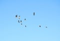 Flying goose birds in blue sky, Lithuania Royalty Free Stock Photo