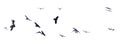 Group of flying birds isolated on white background. Royalty Free Stock Photo