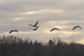 Flying cranes at sunset in winter