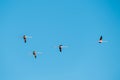 Group of flying flamingos on blue sky , Phoenicopterus ruber, Royalty Free Stock Photo