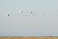 Group of flying flamingos on blue sky , Phoenicopterus ruber, Royalty Free Stock Photo