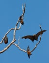 Group of flying foxes Royalty Free Stock Photo