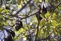 Group of flying foxes Royalty Free Stock Photo