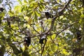 Group of flying foxes Royalty Free Stock Photo