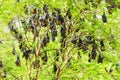 Group of Flying foxes Royalty Free Stock Photo