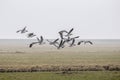 Flying geese on a grass field