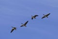 Flying greylag goose Anser anser